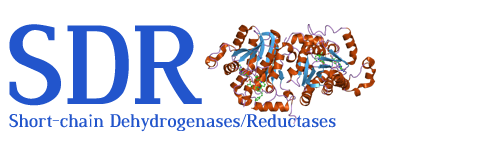 SDR (short-chain dehydrogenases/reductases)